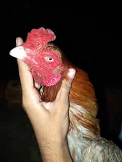 Aseel Mushka Sleta
