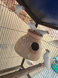 white jawa big size total 6 pairs hain