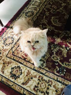 Persian