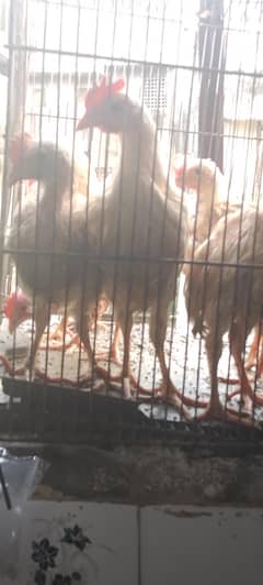 Chicks