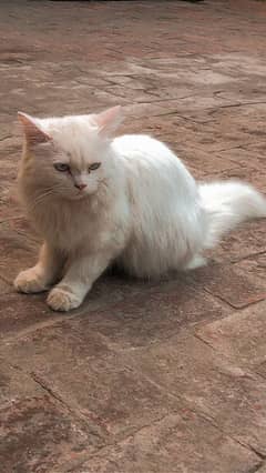 Blue eyes Male persian