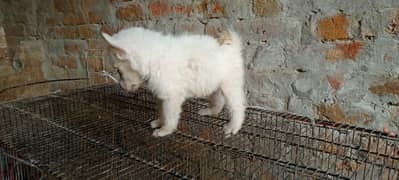 Russian pink nose zero siize puppies