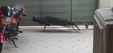 adult