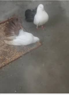 Red tail and Black tai breeder peogin 1900 per piece