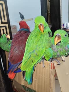Eclectus