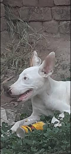 Gultair femail  dog