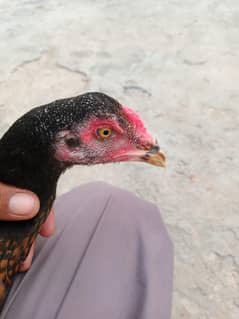 aseel