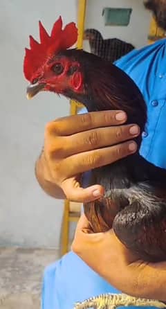 aseel