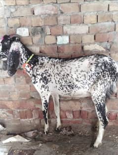Goat full jawan 4 dant full height