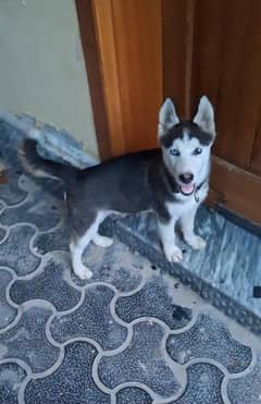 Siberian