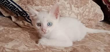 female white cat with grey and blue eyes