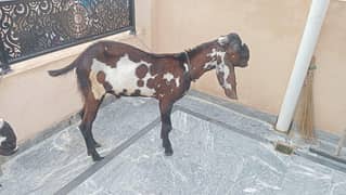 beetal breed