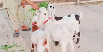 3 Bacchon Ka Sath Desi Bakri For Sale,+03704815729