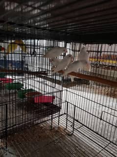 albino splits paper white breeder  pairs