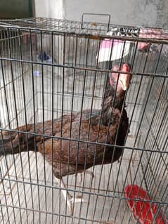urgent sale