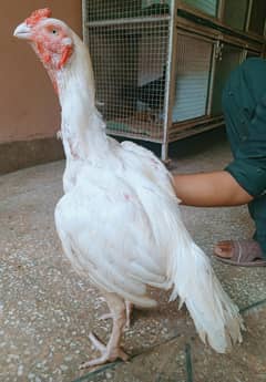 aseel murga Heera qandari 03498200770