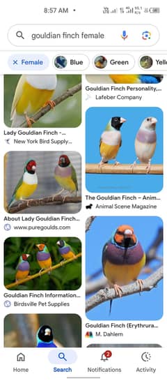 Goldian finch breedr pair