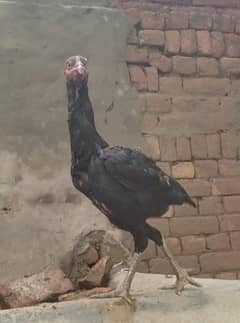 aseel