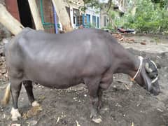 8مہینے کی گھبن من سیل کرنی ہے