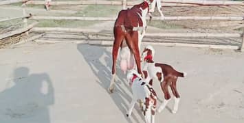 Bakri Our 2 Bacchon Ka Sath Urgent For Sale, 03278290878