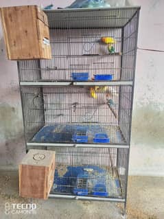 birds for sell urgent