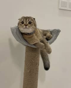 Scottish fold kitten