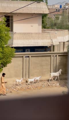 Gulabi with 3 Female Kids
