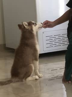 Siberian husky for sale