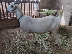 Goat female
