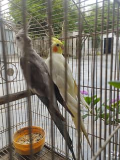 Cockatiel Parrots for SaLe