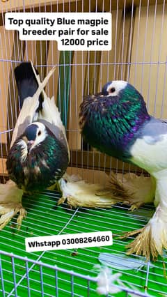 All fancy birds for sale blue magpie white pomerian ghubara pigeon