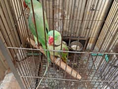 parrot