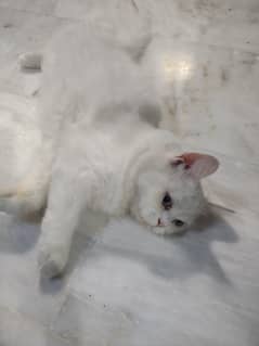punch face female cat light blue eyes