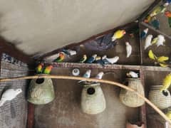 Parrots