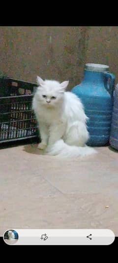 persian cat