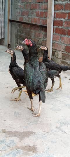 murgi