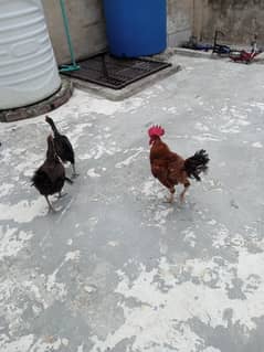 1 cock 2 hen . o3oo,41,oo688