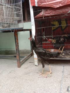 pure shmo piair urgent sale serious log rabat Karen
