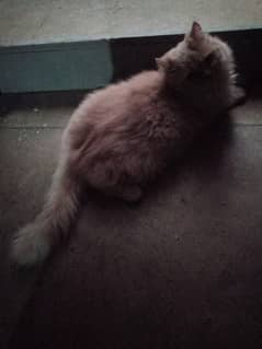 Punchface Persian Cat | 1 Year Old | Fully Vaccinat