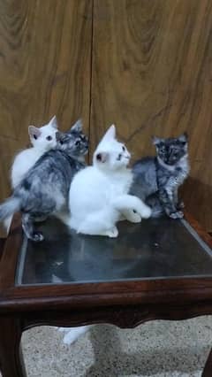 Persian,