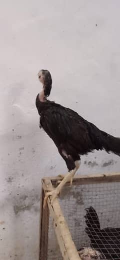 Aseel Sindhi Crose