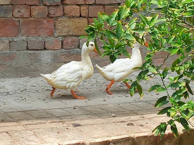 Ducks Pair 0