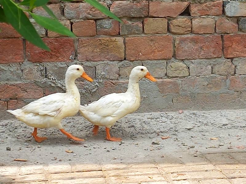 Ducks Pair 1