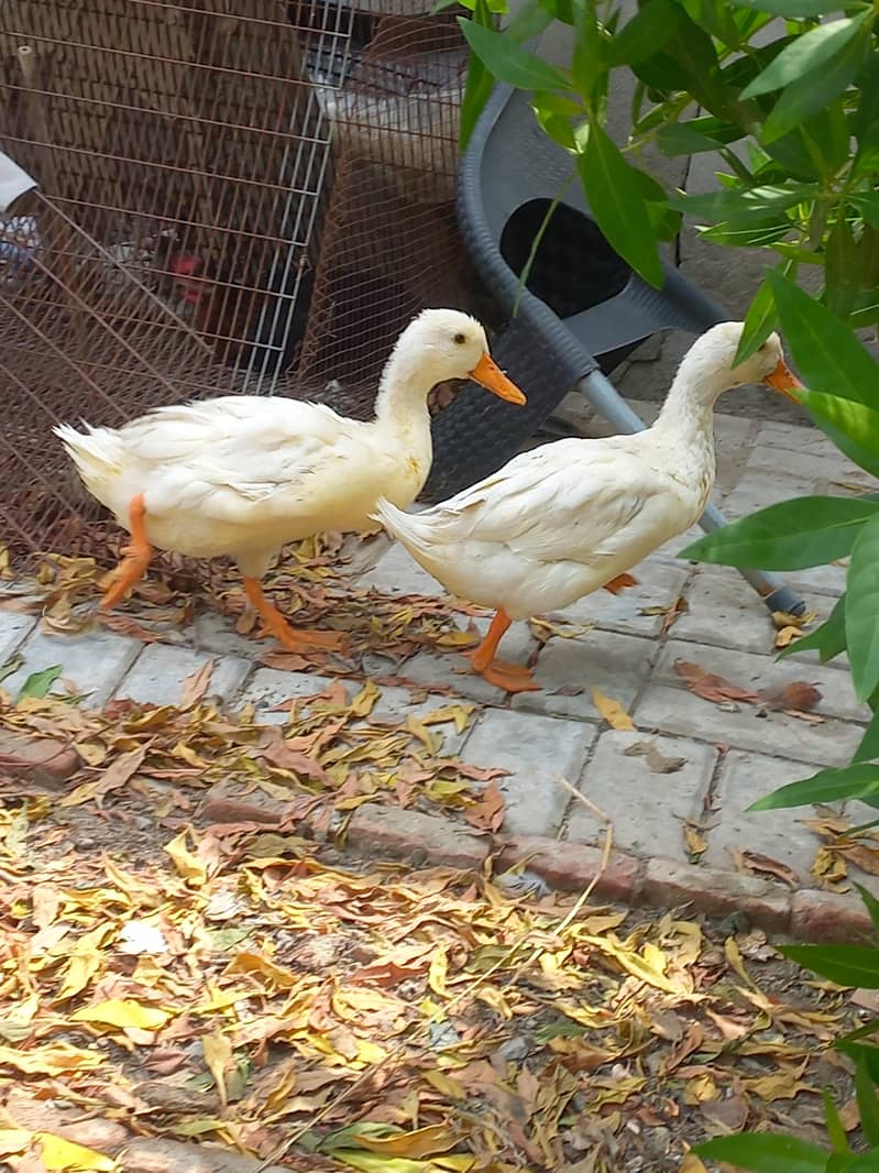 Ducks Pair 2