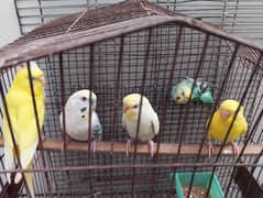 Budgies