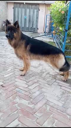 Long Coat German Shepherd  Black Mask