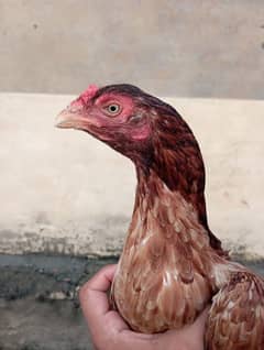 AseelMinawali