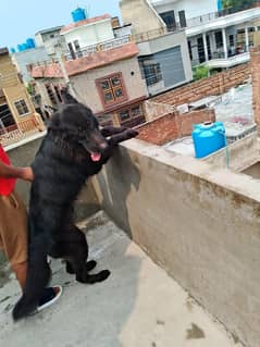 Black German shepherd male available for sale