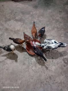 Are home-bred