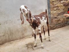 khassi